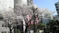 渋谷20130321-07