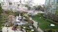 毛利庭園の桜 02