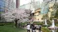 毛利庭園の桜 03