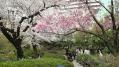 毛利庭園の桜 04