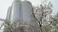 毛利庭園の桜 05