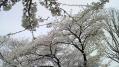 毛利庭園の桜 06