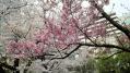 毛利庭園の桜 07