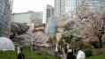 毛利庭園の桜 08