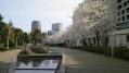 東京ミッドタウン桜 01