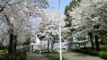 東京ミッドタウン桜 06