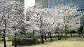 東京ミッドタウン桜 07