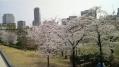 東京ミッドタウン桜 08