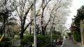 六本木各地桜 02