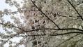 六本木各地桜 04