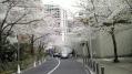 六本木各地桜 05