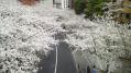六本木各地桜 06