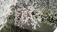 六本木各地桜 08