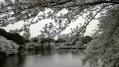 千鳥が淵緑道 09