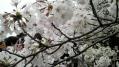 千鳥が淵公園 05