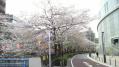 目黒川の桜 02