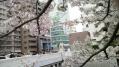 目黒川の桜(2012春) 2