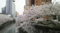 目黒川の桜(2012春) 3