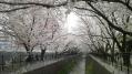 桜その他 02