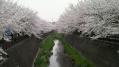 桜その他 03
