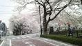 桜その他 04