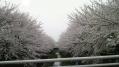 桜その他 05