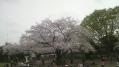 桜その他 06