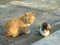 あれこれ20130404 10