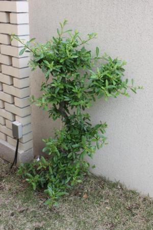 わんこと一緒にきこりんハウス