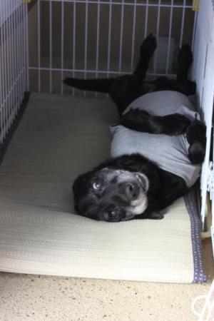 わんこと一緒にきこりんハウス