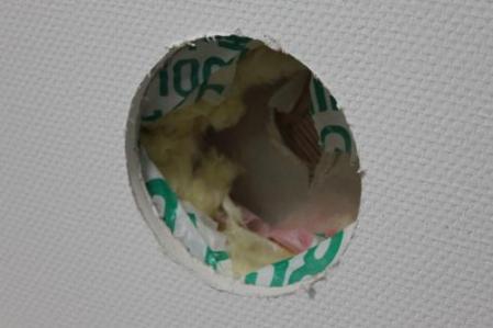 わんこと一緒にきこりんハウス