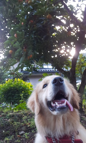 柿と