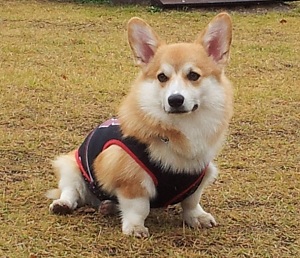 デュちゃん1歳・その1