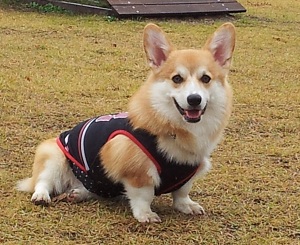 デュちゃん1歳・その2