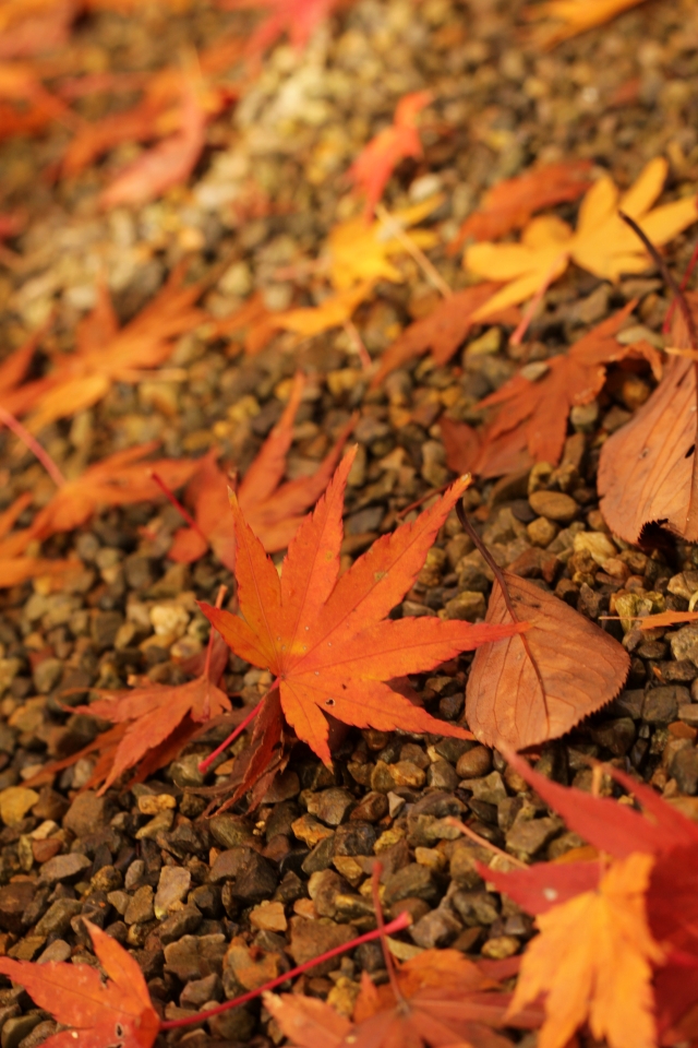 12年11月 スマホ用壁紙 写真素材などなどブログ のブログ