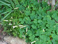 DSC00240_20121114150428.jpg