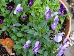 DSC00244.jpg