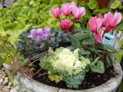 DSC00330_20121217131927.jpg
