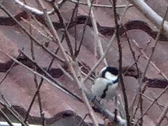 DSC00350.jpg