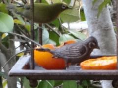 DSC00406.jpg