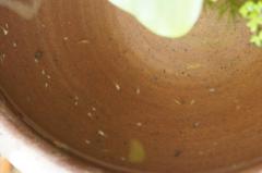 DSC01358.jpg