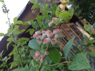 ブルーベリー