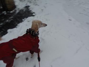 雪!