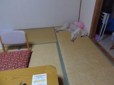 くつろぎ中~