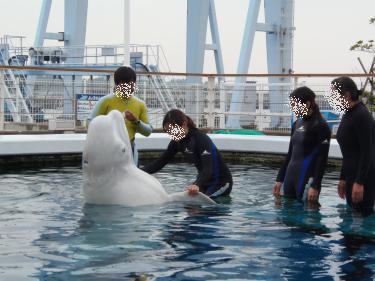 シロイルカと握手