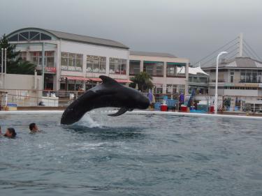 でかクジラ