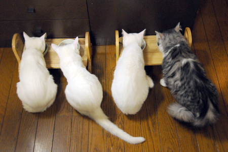 ねねと三兄弟、仲良くごはん
