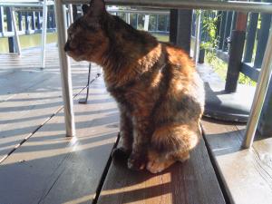 小空カフェ 猫