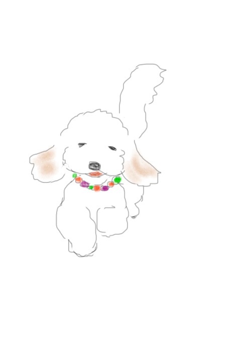 ゴールデンドゥードル Lino
