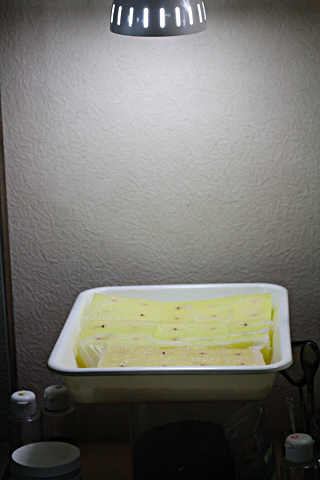 IMG_2639.jpg